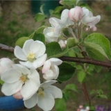Trebam li brati cvijeće sa stabla jabuke u prvoj godini cvjetanja